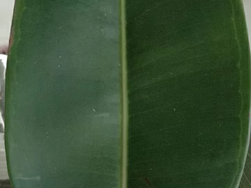 leaves texture (ID:ffajg31264)