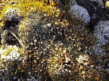 moss texture (ID:ffabg55015)