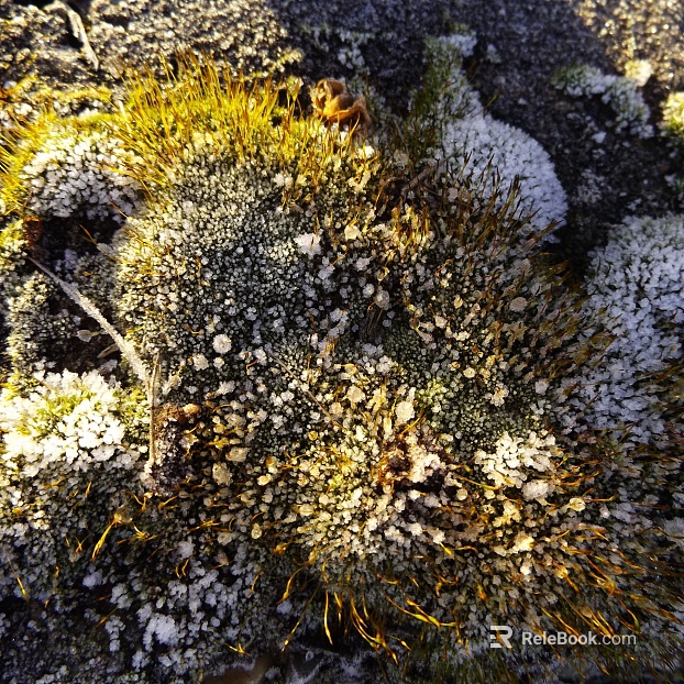 moss texture