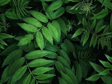 leaves texture (ID:ffagg63955)