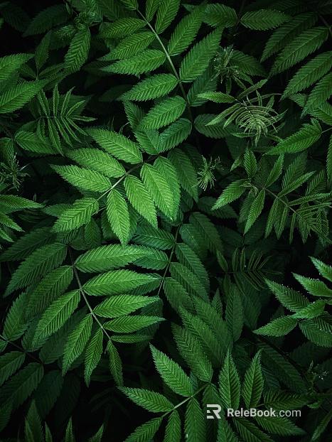 leaves texture