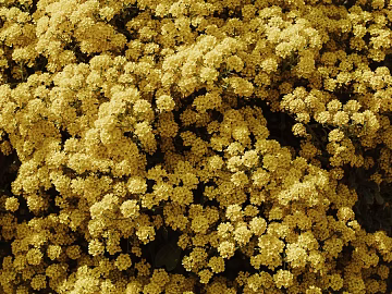 Plants texture (ID:ffaeg74867)