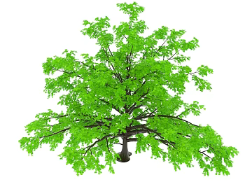 Tree texture (ID:ffajg05784)
