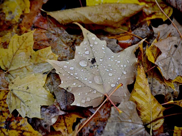 fallen leaves texture (ID:ffagg46338)