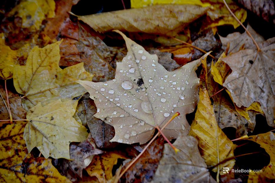 fallen leaves texture
