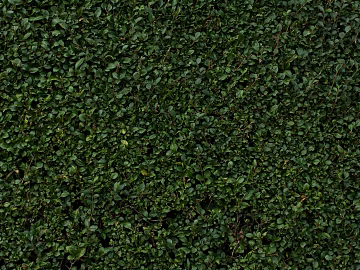 Plants texture (ID:ffaeg71035)