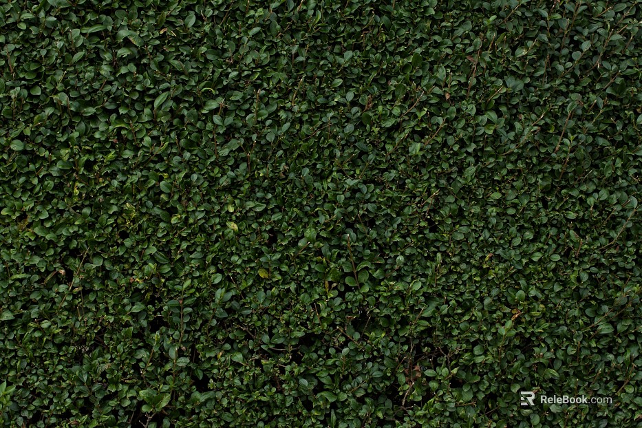 Plants texture