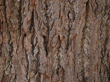 bark texture (ID:ffagg37981)