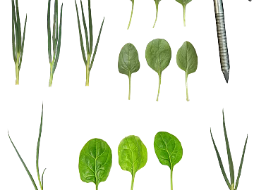 Plants texture (ID:ffaeg46469)