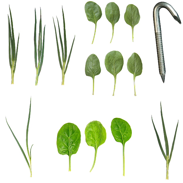 Plants texture