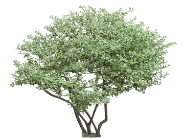 Tree texture (ID:ffaag78611)