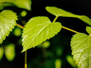 plant pattern texture (ID:ffagg86175)