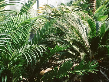 plant pattern texture (ID:ffagg39878)