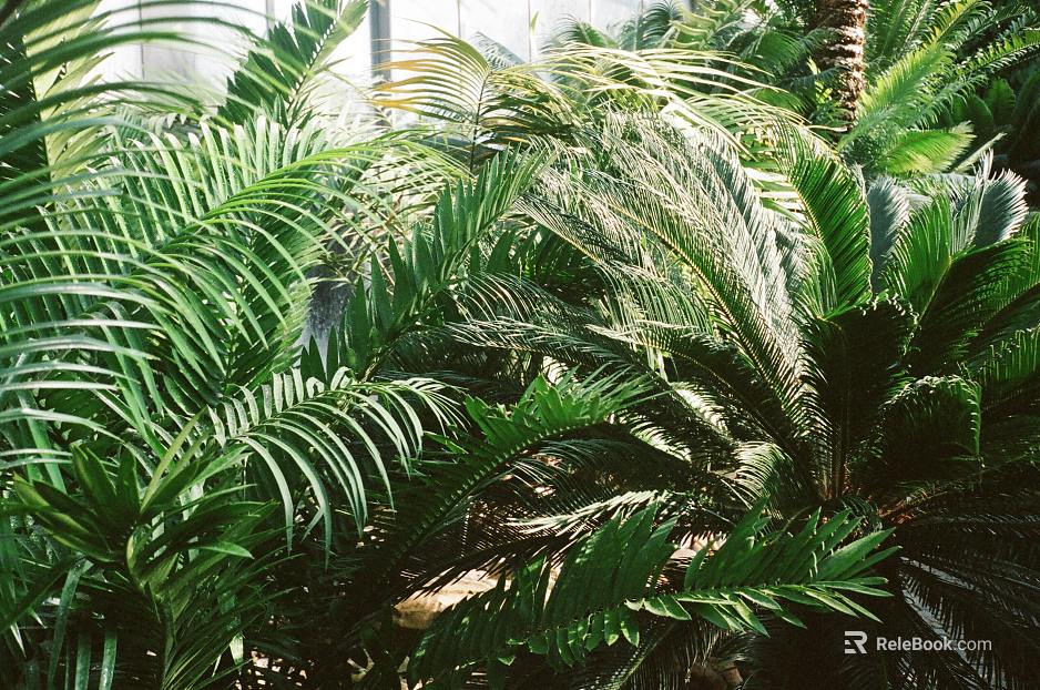 plant pattern texture