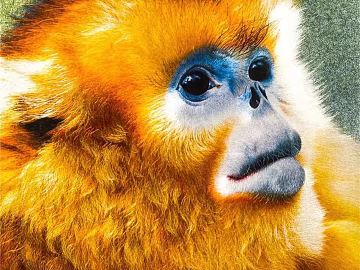 Animal painting texture (ID:ffacg23079)