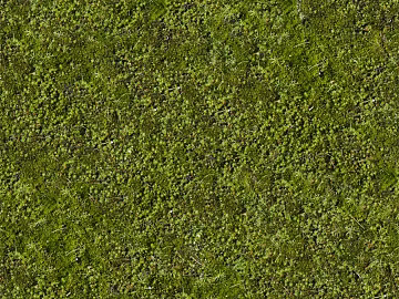 moss texture (ID:ffabg24879)