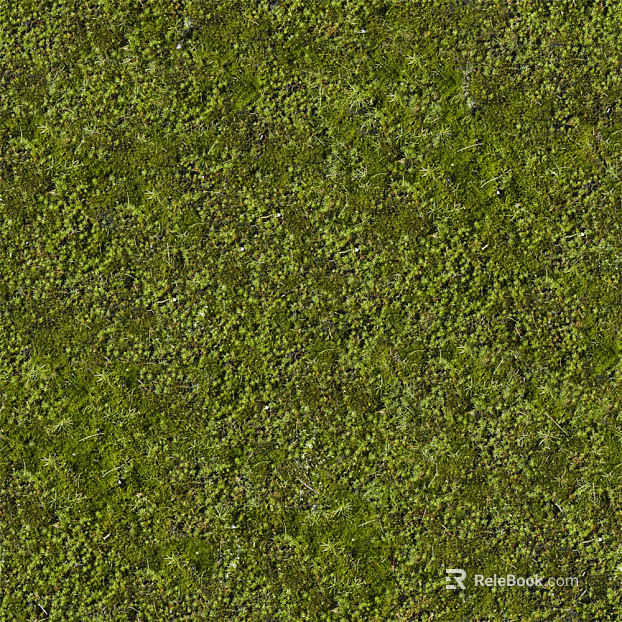 moss texture