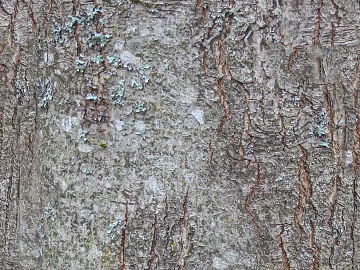 bark texture (ID:ffacg30467)