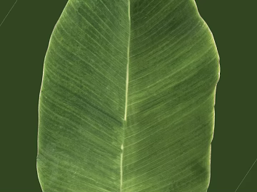 Green broadleaf plant leaves texture (ID:ffaeh205359)