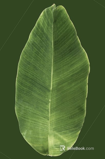 Green broadleaf plant leaves texture