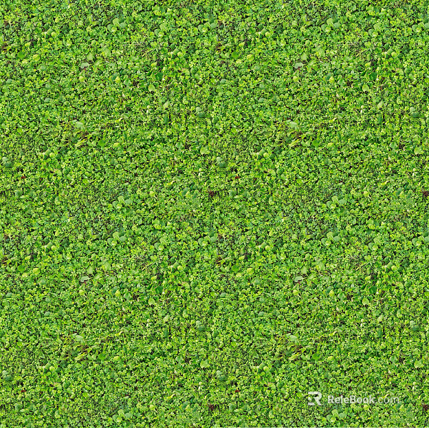 Green lawn ground texture