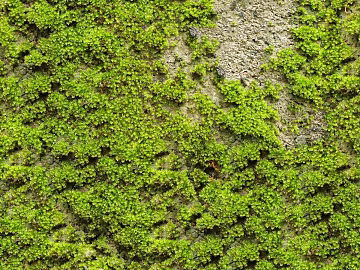 moss texture (ID:ffaeh854147)