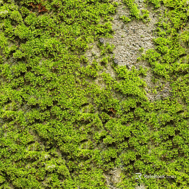moss texture