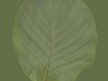 leaves texture (ID:ffabg51712)