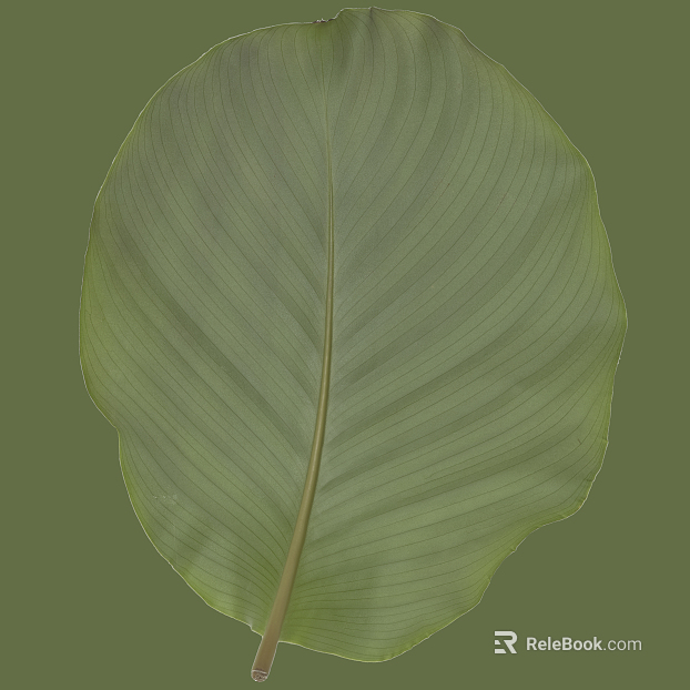 leaves texture