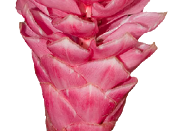 Plants texture (ID:ffacg68962)