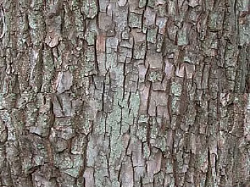 bark texture (ID:ffacg08418)
