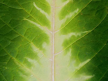 leaves texture (ID:ffaeg66020)