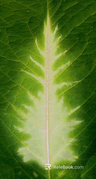 leaves texture