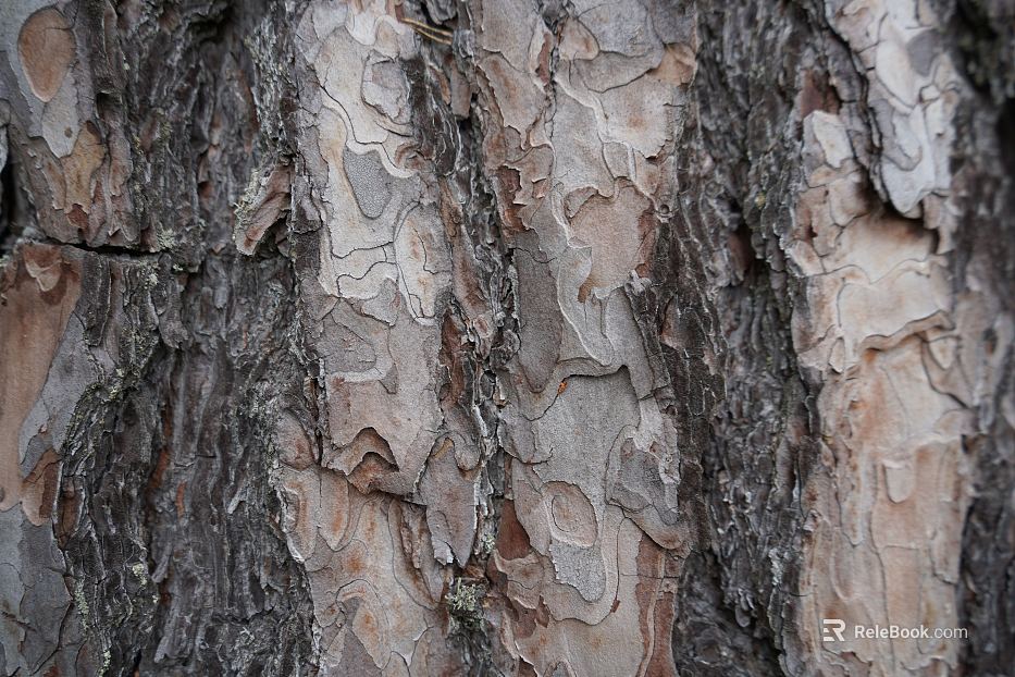bark texture