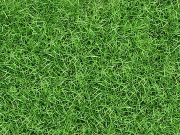 Turf ground texture (ID:ffaaf4589)