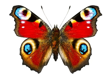 Animal painting texture (ID:ffabg31171)