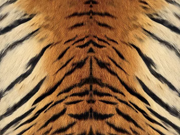 tiger skin tiger pattern texture (ID:ffach999078)