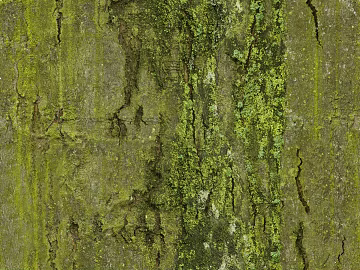 ancient tree bark texture (ID:ffhee740)