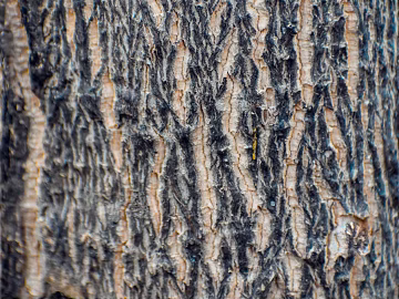 bark texture (ID:ffabg60437)