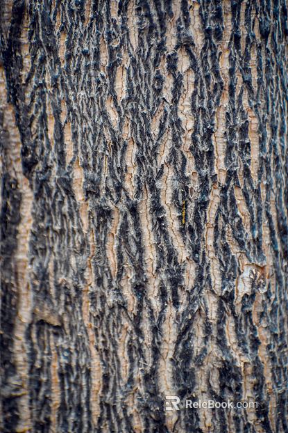 bark texture