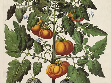 Plant painting texture (ID:ffacg80787)