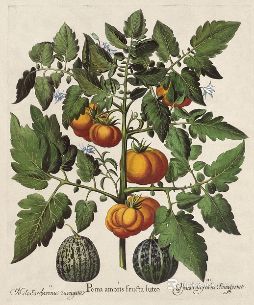 Plant painting texture