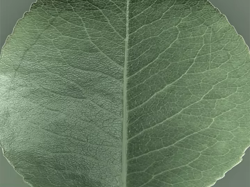 Gray green plant leaves natural material texture (ID:ffaeh937839)