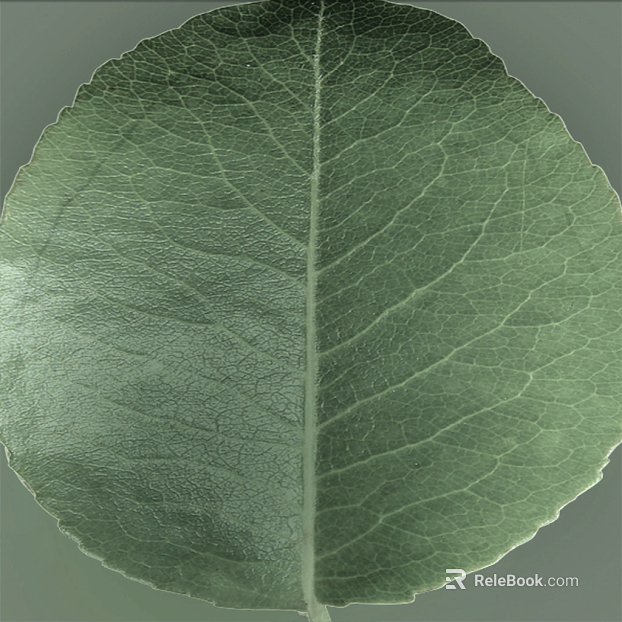 Gray green plant leaves natural material texture