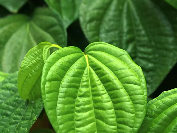 leaves texture (ID:ffagg27630)