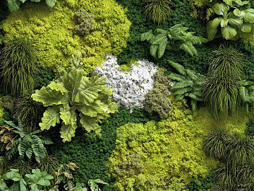 bryophytes texture (ID:ffach393043)