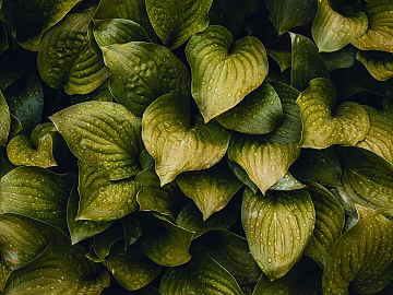Plants texture (ID:ffabg44842)