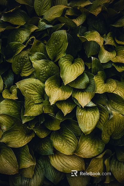 Plants texture