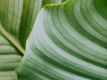 Plant painting texture (ID:ffagg74818)