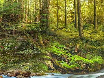 Wild Scenery texture (ID:ffacg13894)